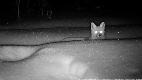 <p>Mutaciones, abandono y supervivencia: qué pasó con los animales de Chernóbil</p>Mutaciones, abandono y supervivencia: qué pasó con los animales de Chernóbil
