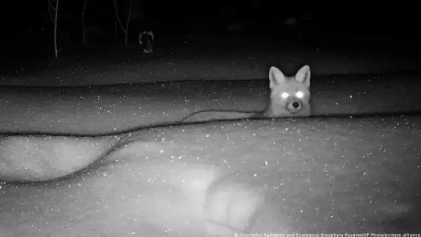 Mutaciones, abandono y supervivencia: qué pasó con los animales de Chernóbil