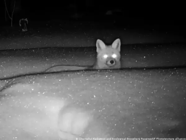 Mutaciones, abandono y supervivencia: qué pasó con los animales de Chernóbil