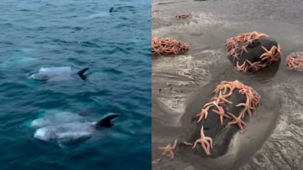 Todo en un día: Varazón de estrellas de mar y manada de delfines sorprenden en Pichilemu

