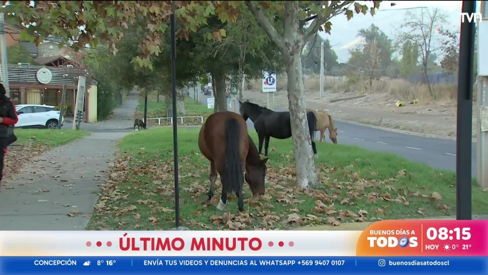 Preocupación por caballos sueltos en Puente Alto
