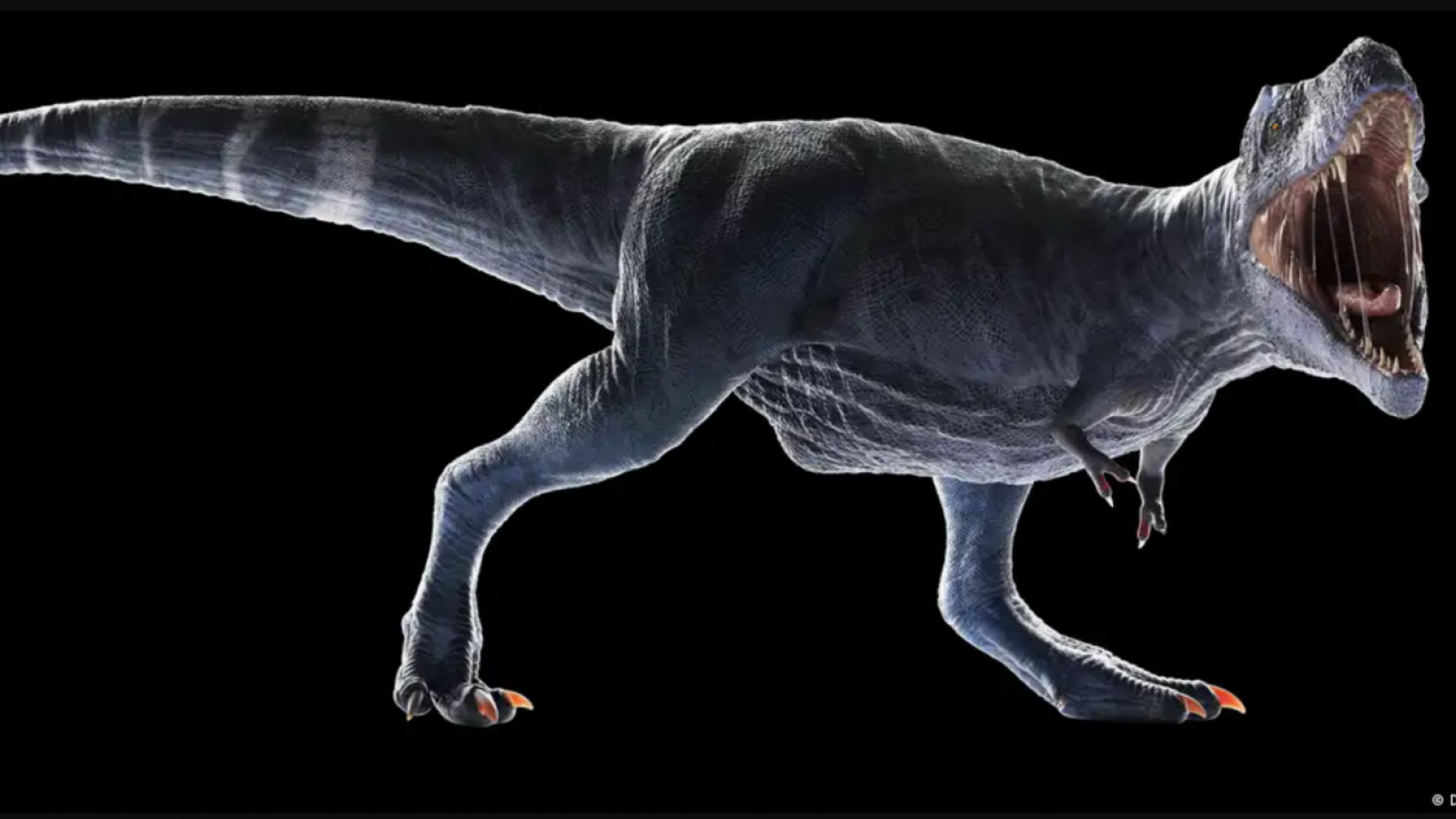 <p>El misterio de los bracitos del "T. Rex" tiene respuesta</p>
