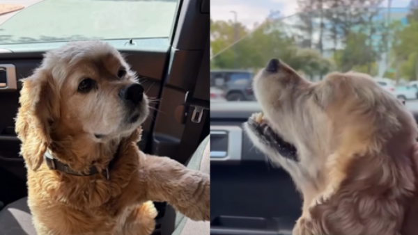 <p>Roban auto con un perro en su interior en Estados Unidos: policía logró rescatarlo</p>Roban auto con un perro en su interior en Estados Unidos: policía logró rescatarlo
