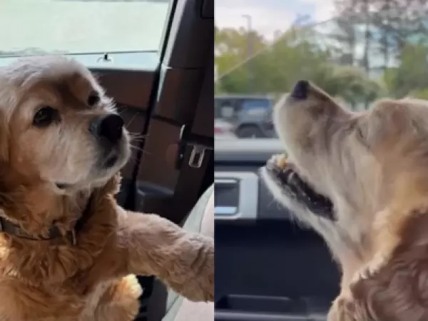 Roban auto con un perro en su interior en Estados Unidos: policía logró rescatarlo