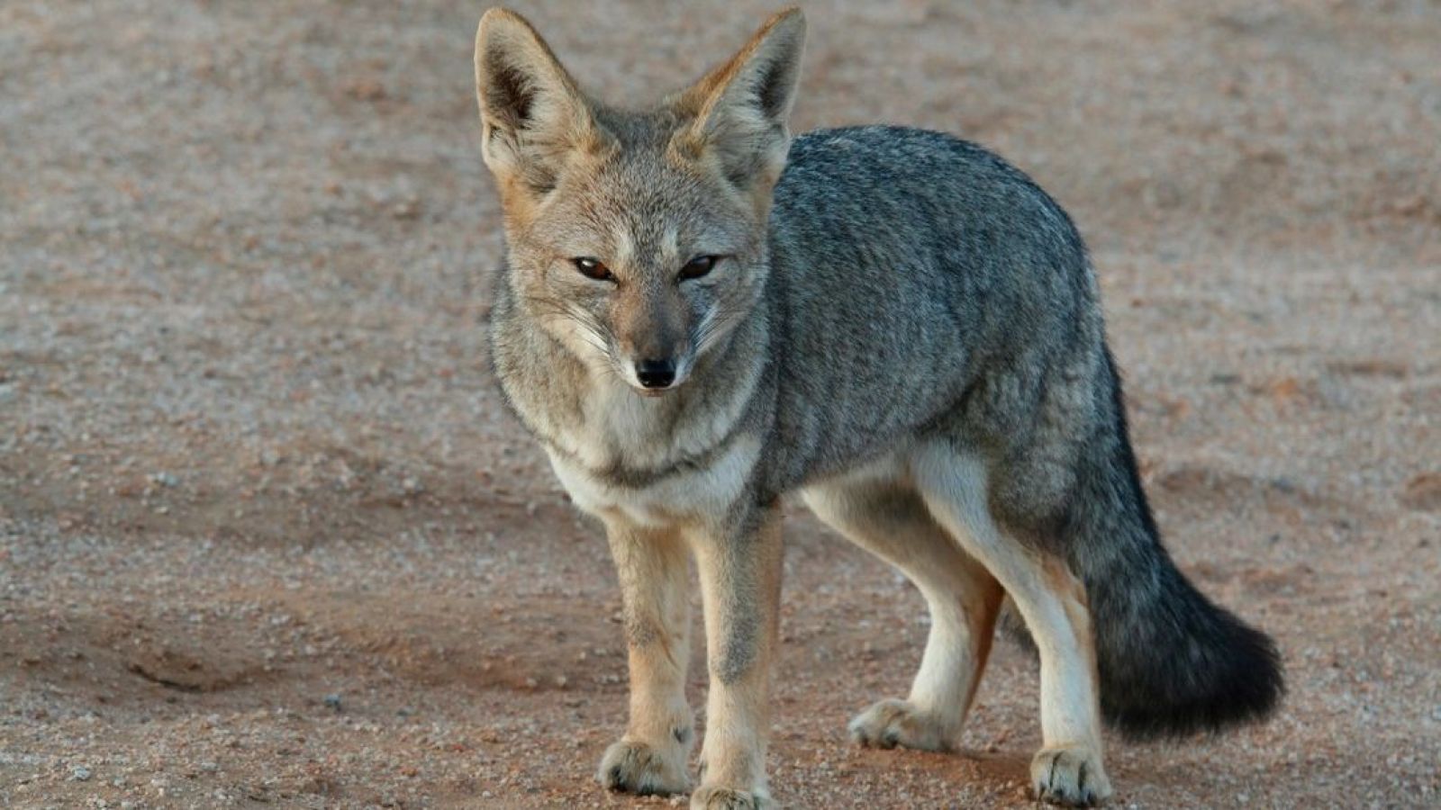 Liberan a zorro chilla rescatado en Los Lagos en perfectas condiciones
