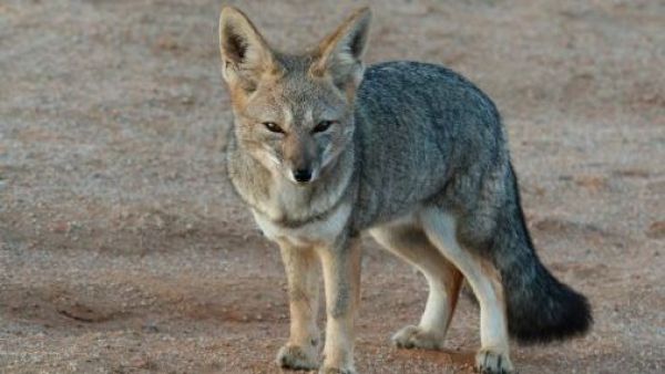 Liberan a zorro chilla rescatado en Los Lagos en perfectas condiciones
