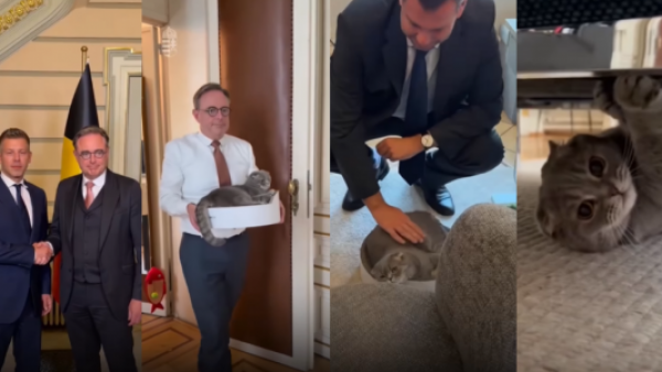 Diplomacia felina: gato influencer de un primer ministro interrumpe cumbre política
