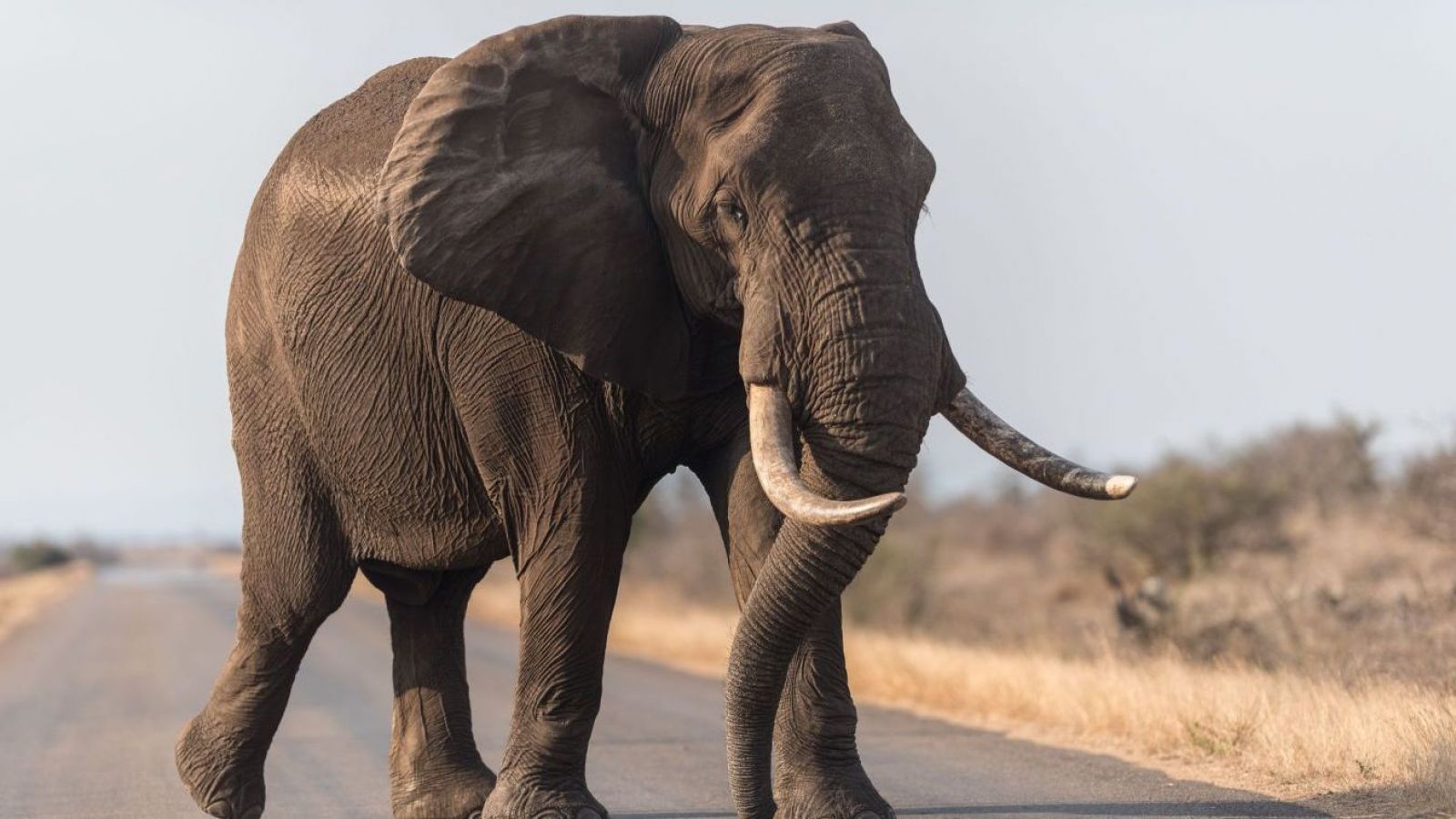 <p>Elefante atacó y pisoteó a un hombre frente a su propia vivienda en India</p>
