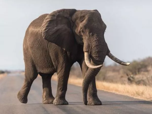 Elefante atacó y pisoteó a un hombre frente a su propia vivienda en India