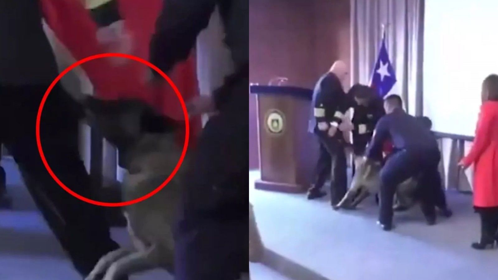 Armada revela qué pasó con el perrito antidrogas que mordió a vicealmirante
