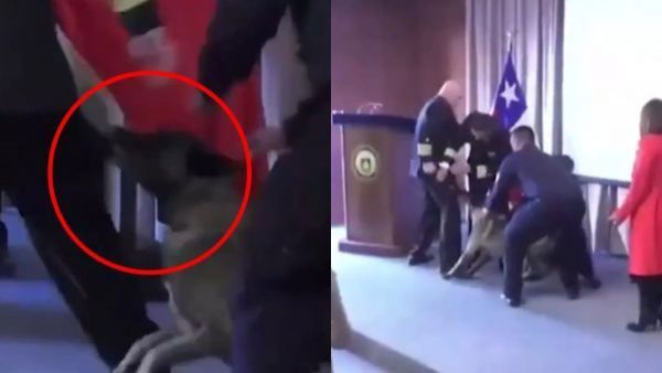 Armada revela qué pasó con el perrito antidrogas que mordió a vicealmirante
