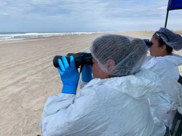 Primer caso de gripe aviar en la macrozona norte: Ya son 11 regiones afectadas