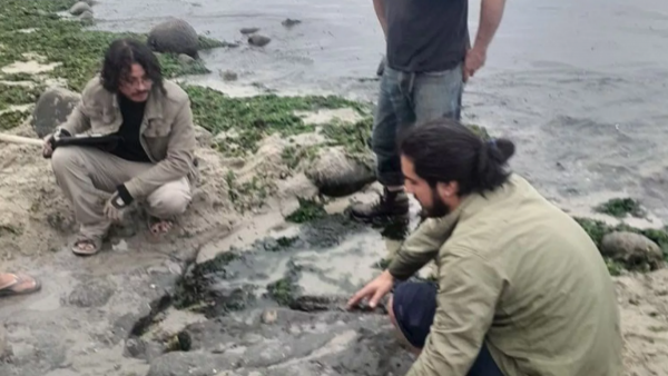 Paleontólogos chilenos confirman la presencia de dinosaurios terrestres y aves del cretácico en Algarrobo
