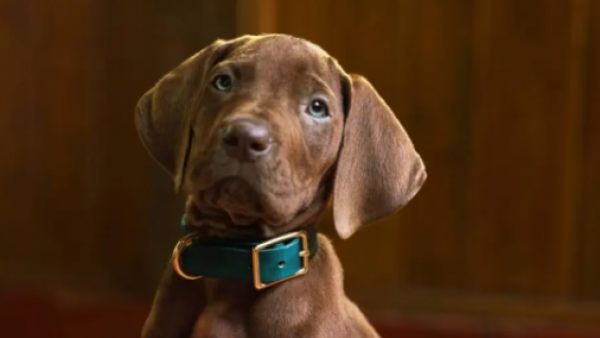 Scooby-Doo en Netflix: Primer vistazo y fecha de estreno de la serie
