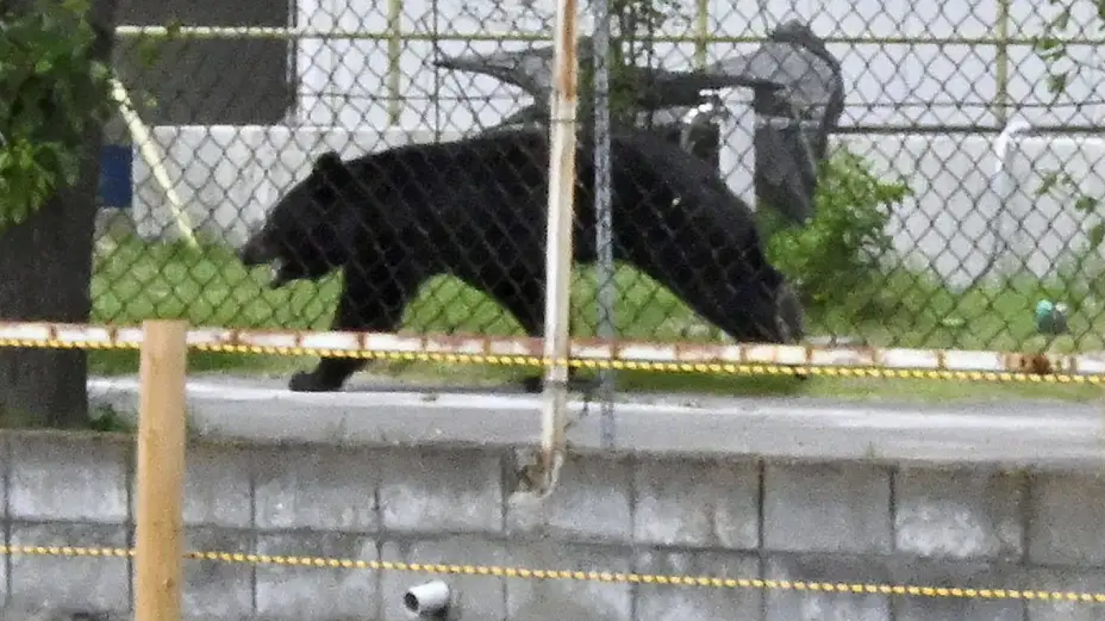 <p>Oso alerta a ciudad japonesa y obliga cierre de 94 escuelas</p>
