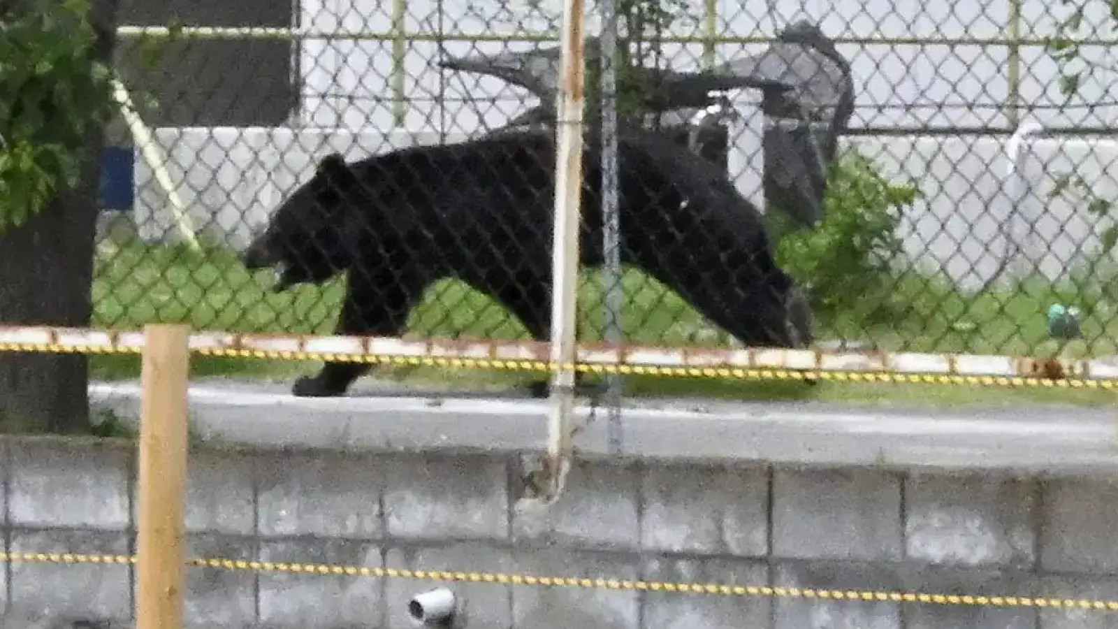 Oso alerta a ciudad japonesa y obliga cierre de 94 escuelas