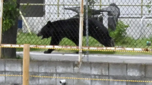<p>Oso alerta a ciudad japonesa y obliga cierre de 94 escuelas</p>Oso alerta a ciudad japonesa y obliga cierre de 94 escuelas
