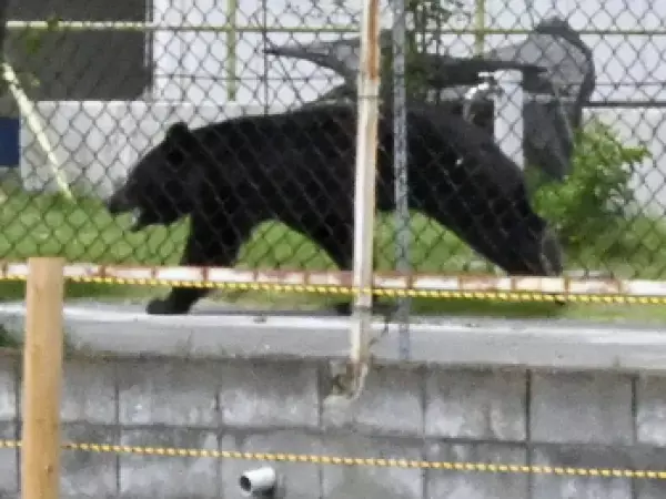 Oso alerta a ciudad japonesa y obliga cierre de 94 escuelas