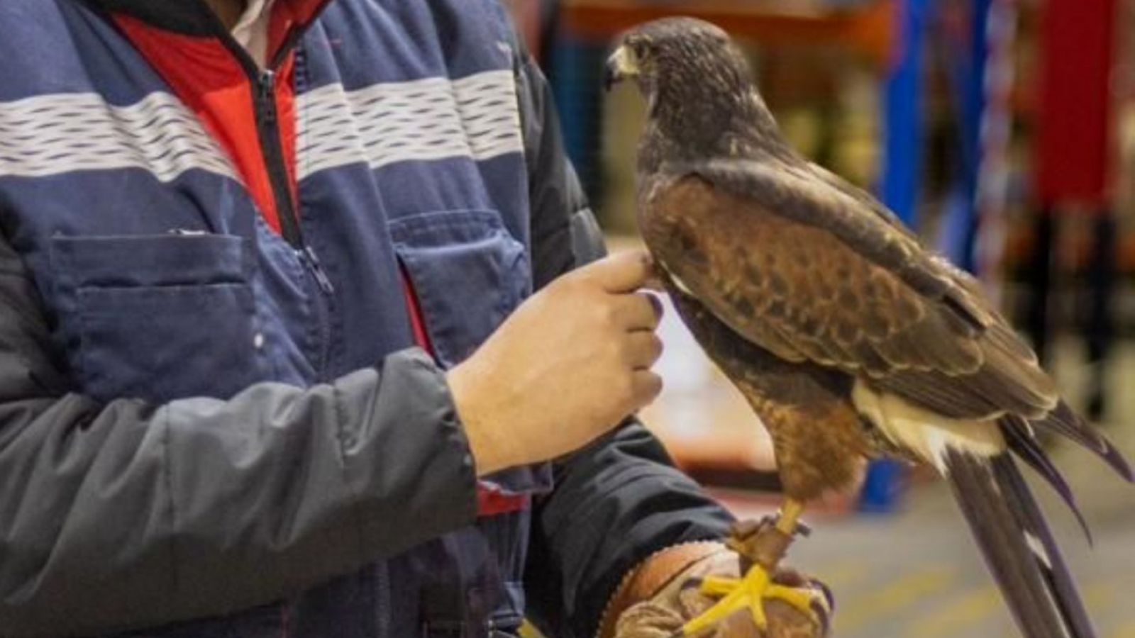 Con peucos y cernícalos: así funciona la cetrería, una solución sostenible para las plagas de aves
