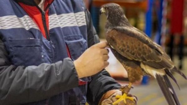 Con peucos y cernícalos: así funciona la cetrería, una solución sostenible para las plagas de aves
