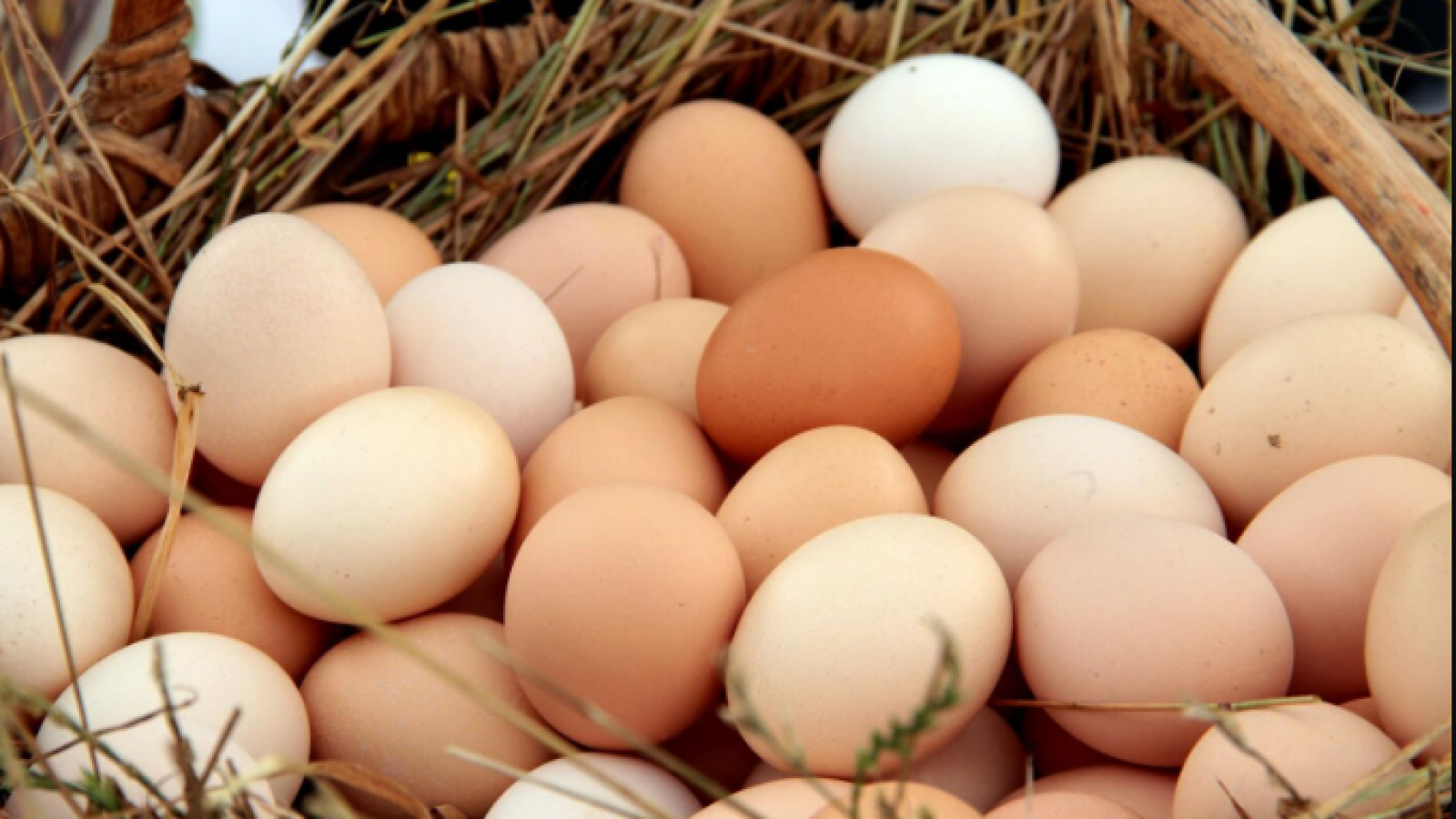 <p>Sernac aclaró que concepto de "gallinas felices" no es legal</p>
