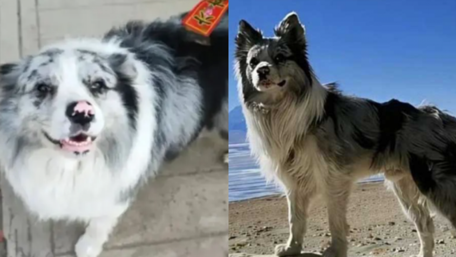 <p>Crueldad extrema: perrito famoso en redes terminó cocinado y vendido en restaurante en China</p>
