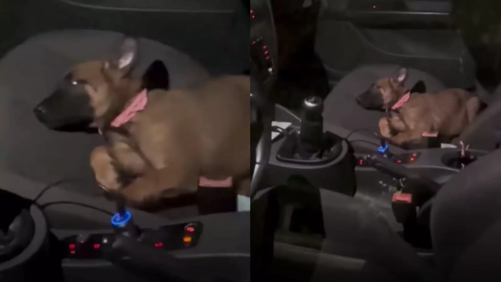 Perrita se vuelve viral tras trabar la puerta del auto para no ir al veterinario