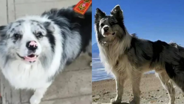 <p>Crueldad extrema: perrito famoso en redes terminó cocinado y vendido en restaurante en China</p>Crueldad extrema: perrito famoso en redes terminó cocinado y vendido en restaurante en China
