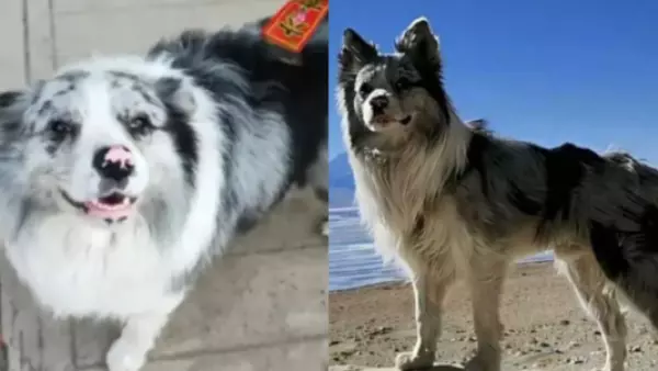 Crueldad extrema: perrito famoso en redes terminó cocinado y vendido en restaurante en China