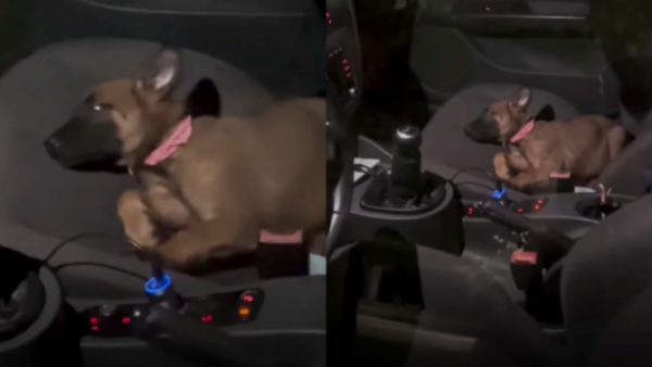 <p>Perrita se vuelve viral tras trabar la puerta del auto para no ir al veterinario</p>Perrita se vuelve viral tras trabar la puerta del auto para no ir al veterinario
