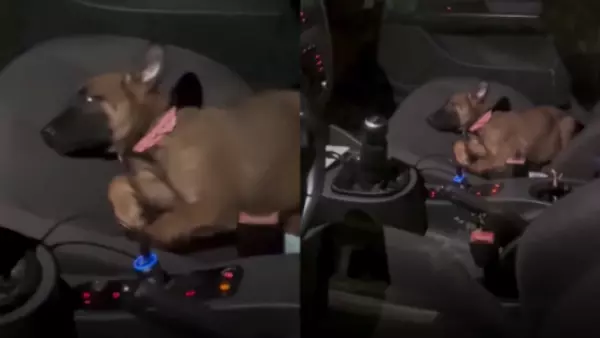 Perrita se vuelve viral tras trabar la puerta del auto para no ir al veterinario