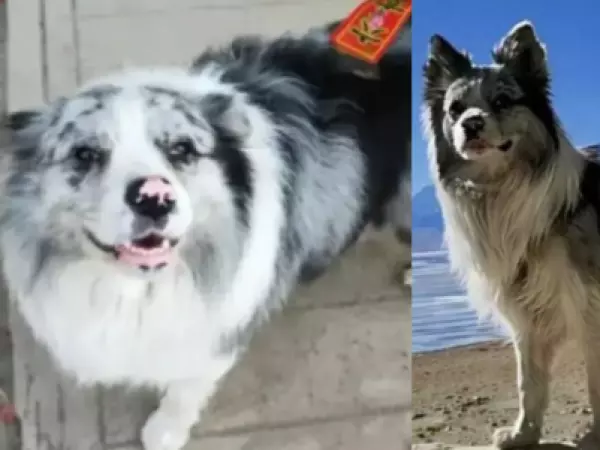 Crueldad extrema: perrito famoso en redes terminó cocinado y vendido en restaurante en China
