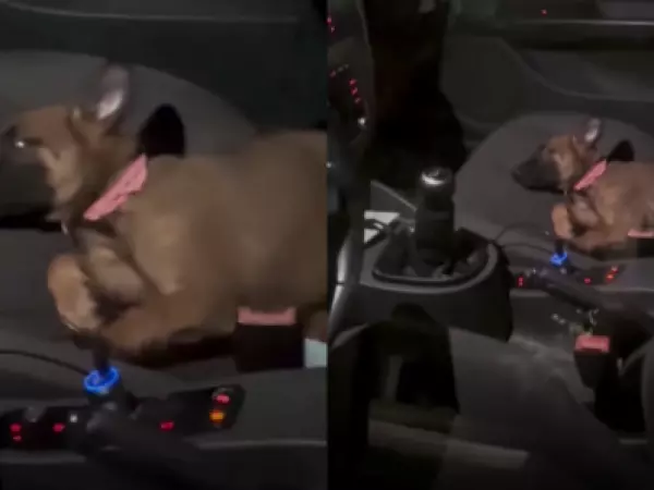 Perrita se vuelve viral tras trabar la puerta del auto para no ir al veterinario