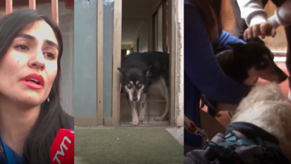 Familia adoptó a perrita que pasó más de 10 años en un canil y le dio un hogar por primera vez
