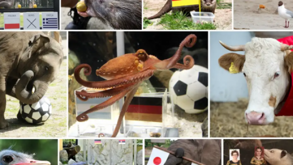 <p>Predicciones del Mundial: ChatGPT es el nuevo pulpo Paul</p>Predicciones del Mundial: ChatGPT es el nuevo pulpo Paul
