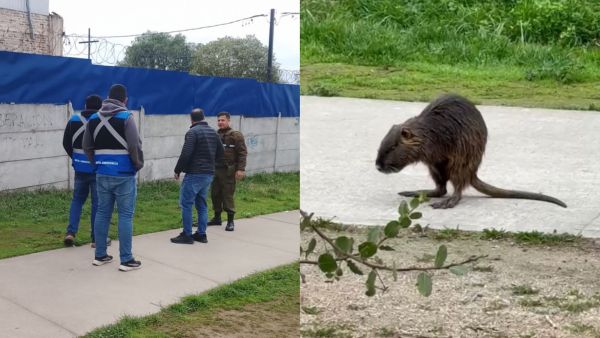 Carabineros y funcionarios municipales de Melipilla rescatan a coipo que estaba siendo amenazado por jauría de perros
