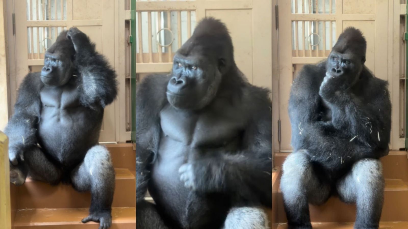 Kiyomasa, el gorila que se hizo viral tras verse "reflexionando" en zoológico en Japón: Aparenta "decepción" y "cansancio"
