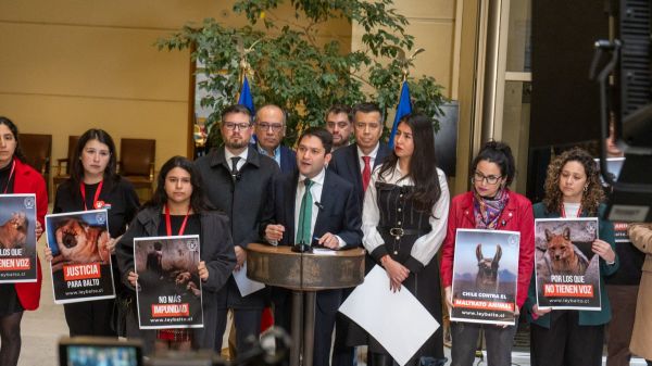 Presentan "Ley Balto": proyecto busca endurecer penas por casos graves de maltrato animal
