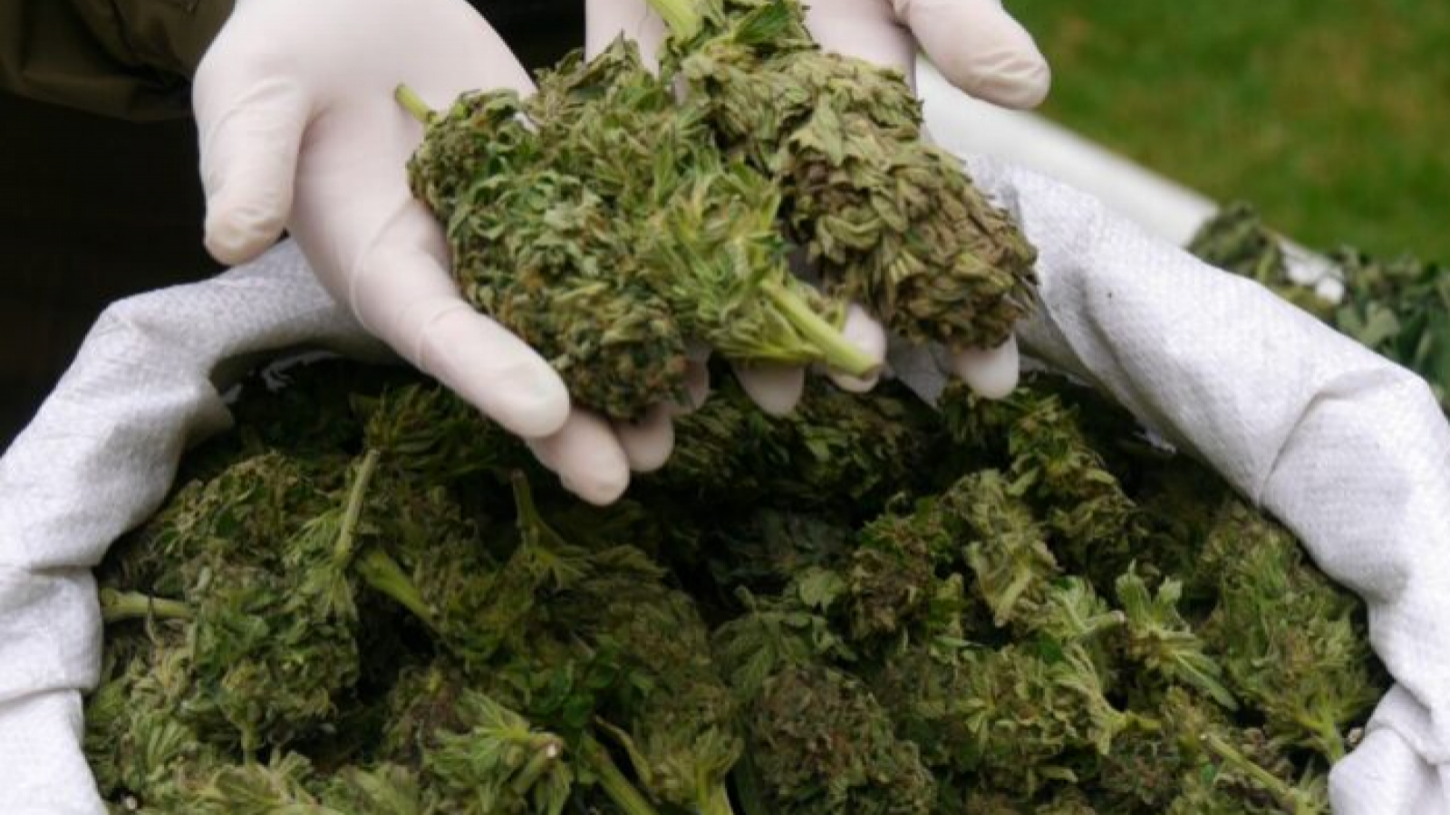<p>Carabineros incautó más de 536 kilos de marihuana avaluados en $5.300 millones</p>

