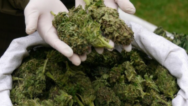 <p>Carabineros incautó más de 536 kilos de marihuana avaluados en $5.300 millones</p>Avaluados en $5.300 millones: Carabineros incautó más de 500 kilos de marihuana
