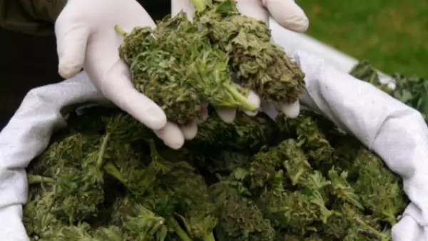 Carabineros incautó más de 536 kilos de marihuana avaluados en $5.300 millones