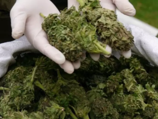 Carabineros incautó más de 536 kilos de marihuana avaluados en $5.300 millones