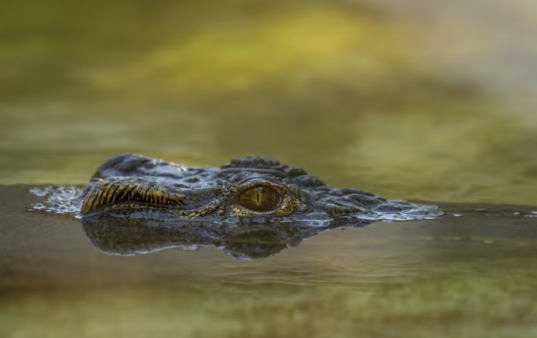 Niño de 3 años está crítico tras ser presuntamente arrojado a recinto de cocodrilos en zoológico
