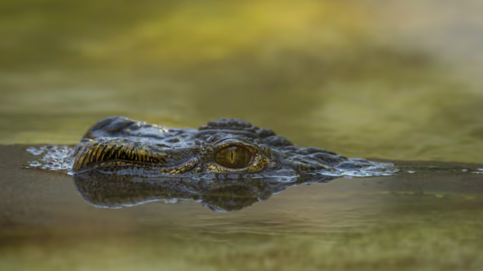 Niño de 3 años está crítico tras ser presuntamente arrojado a recinto de cocodrilos en zoológico
