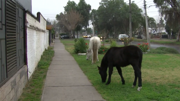 Caballos sueltos causan indignación entre los vecinos de barrio de Maipú