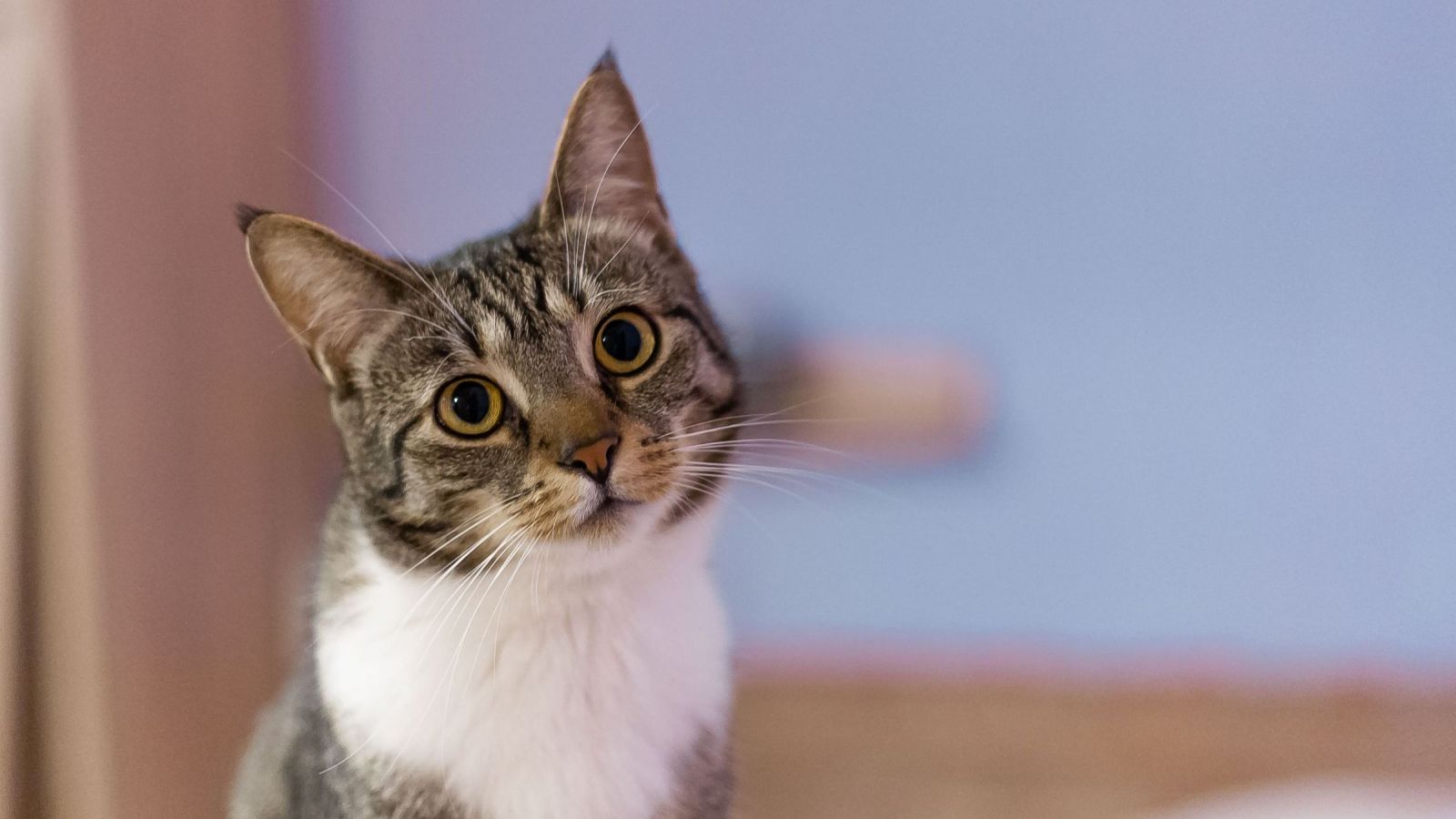 Estudio revela que salidas supervisadas pueden mejorar el comportamiento de los gatos
