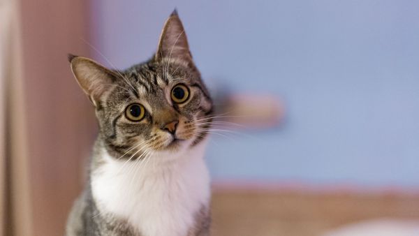 Estudio revela que salidas supervisadas pueden mejorar el comportamiento de los gatos
