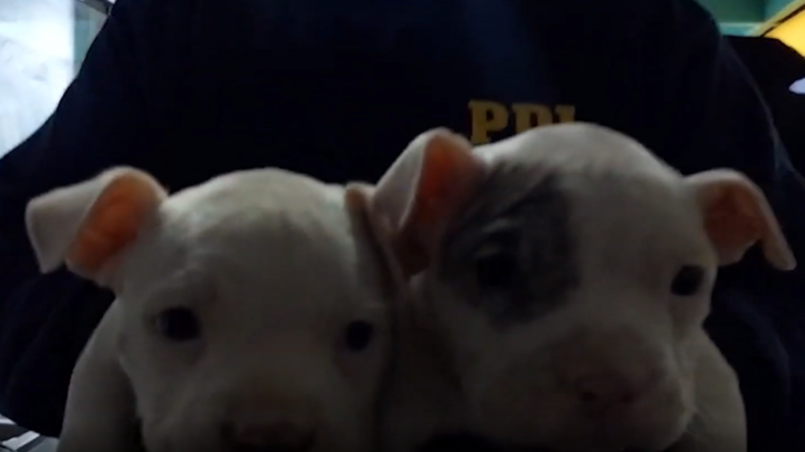 Maltrato animal en Huechuraba: ¿Qué pasó con los perritos mutilados?
