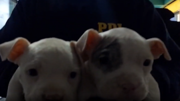 Maltrato animal en Huechuraba: ¿Qué pasó con los perritos mutilados?
