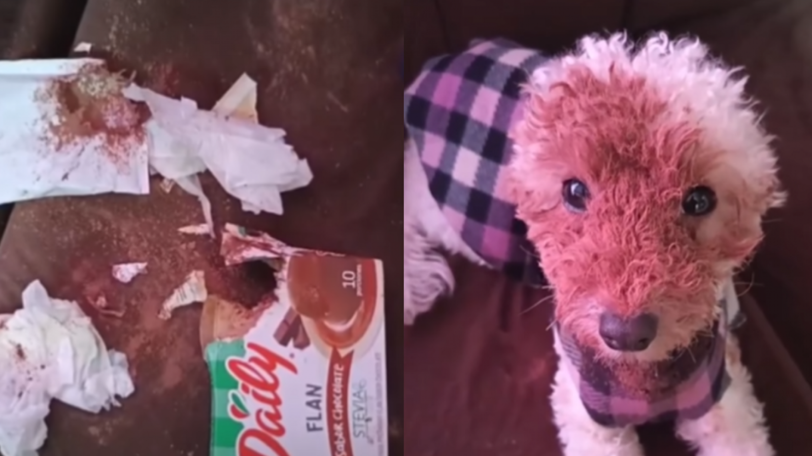 <p>Su cara la delató: perrita se vuelve viral tras insólita travesura</p>
